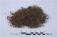 藏品(齒鞭廣萼蘚)的圖片